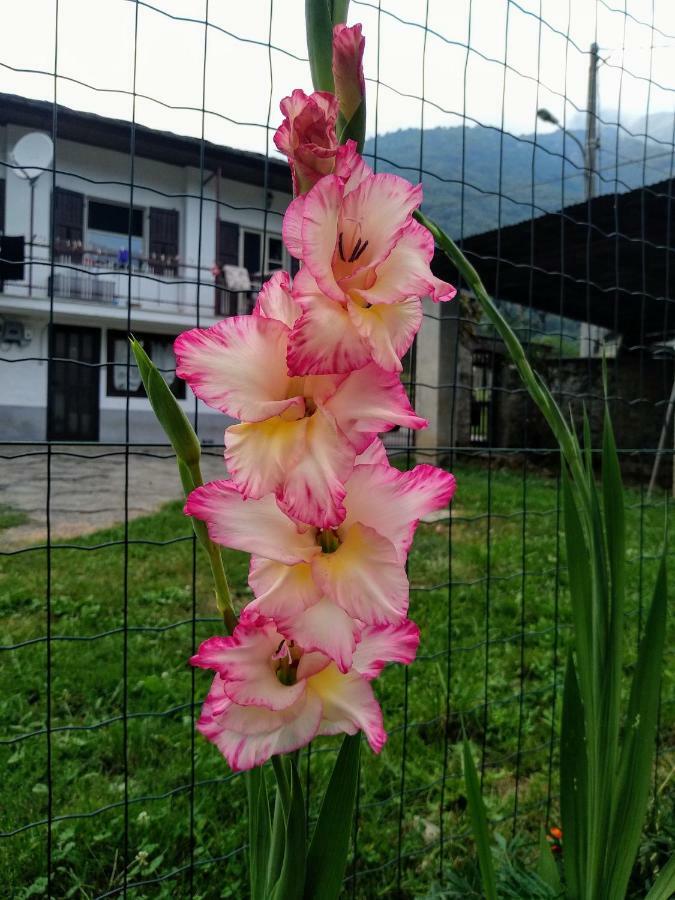 Villar Pellice Chez Bonjourヴィラ エクステリア 写真